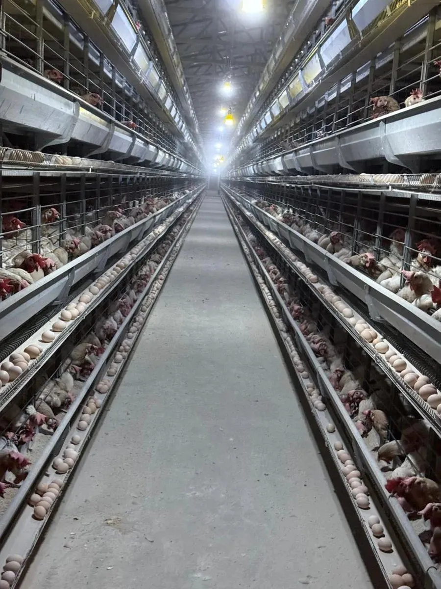 Long aisle of a modern layer house with rows of cages