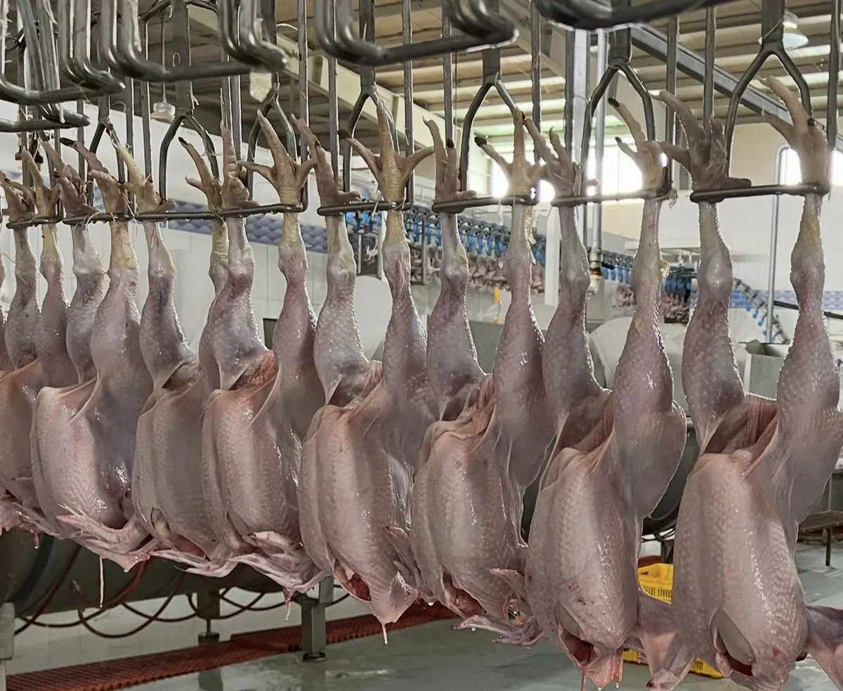 Whole chickens on the processing line